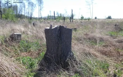 На Житомирщині незаконно вирубали дерев на понад 34 мільйони гривень