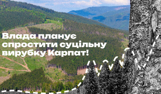 З нагоди війни Держлісагентство планує планує вирубати ліси без обмежень