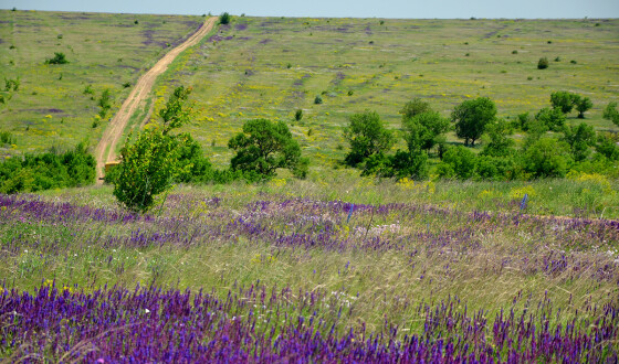 Rewilding Ukraine відновлює частину ландшафтного заказника “Тарутинський степ”