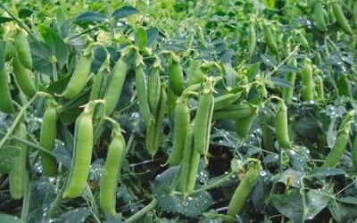 Фермерка з Миколаївщини виграла ґрант на вирощування озимого гороху