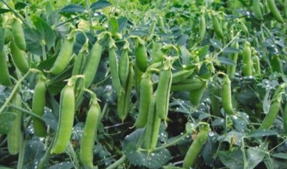 Фермерка з Миколаївщини виграла ґрант на вирощування озимого гороху