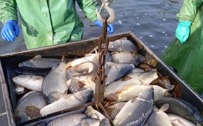 Гроші на вирощування риби: Державна програма підтримки для фермерів
