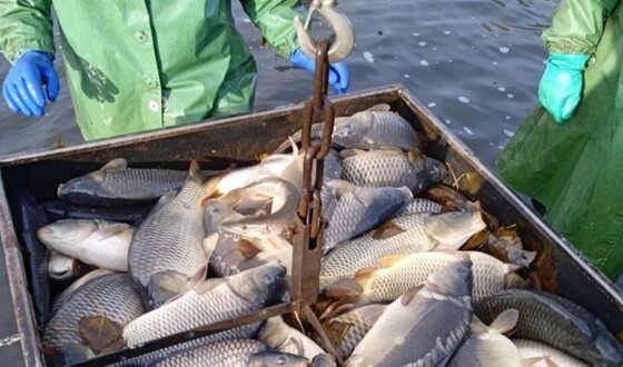 Гроші на вирощування риби: Державна програма підтримки для фермерів