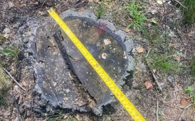 Судитимуть учасників злочинної групи, які влаштували незаконні порубки лісу на території держпідприємства