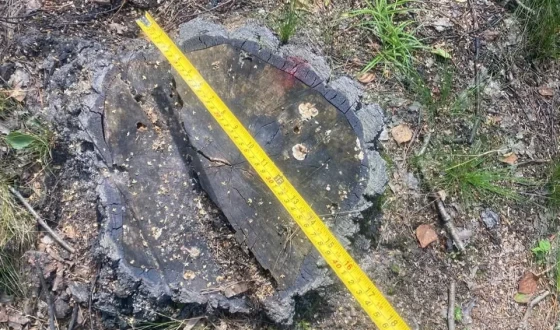 Судитимуть учасників злочинної групи, які влаштували незаконні порубки лісу на території держпідприємства