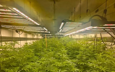 Промислові обсяги і сучасні технології: на Черкащині Нацполіція припинила діяльність наркозбувачів