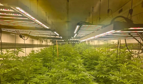 Промислові обсяги і сучасні технології: на Черкащині Нацполіція припинила діяльність наркозбувачів