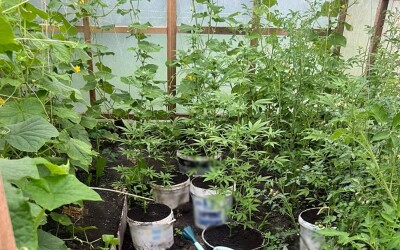 Коноплі на продаж: поліцейські викрили двох жителів Коростенського району в наркозлочинах