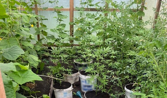 Коноплі на продаж: поліцейські викрили двох жителів Коростенського району в наркозлочинах