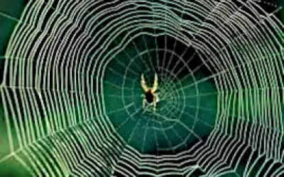 Павутини Деркачів