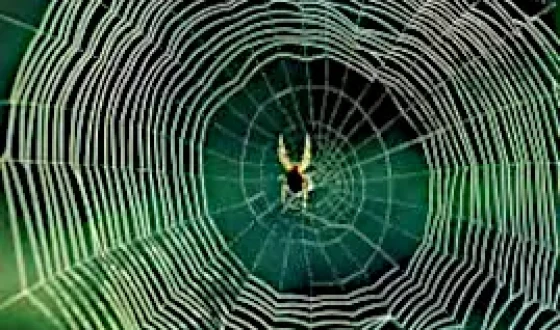 Павутини Деркачів