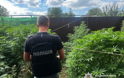 Поліцейські Житомирщини вилучили понад пів тонни канабісу та 30 тисяч кущів конопель