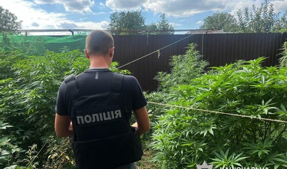 Поліцейські Житомирщини вилучили понад пів тонни канабісу та 30 тисяч кущів конопель