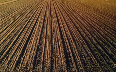 Податкова нараховує МПЗ двічі за одну ділянку: фермери оскаржують подвійне зобов’язання