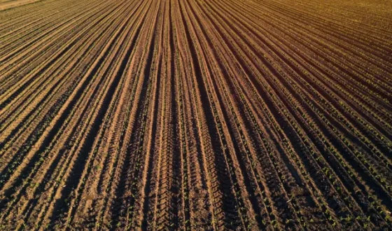 Податкова нараховує МПЗ двічі за одну ділянку: фермери оскаржують подвійне зобов’язання