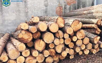 У Житомирі судитимуть організовану злочинну групу за заподіяння контрабандою лісу збитків на понад 17 млн грн