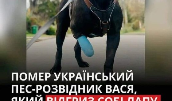 Помер пес-розвідник Вася, який відгриз власну лапу, шоб не потрапити в російський полон