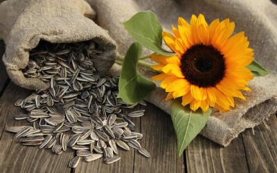 Соняшник – лідер серед культур, на яких фермери можуть найбільше заробити