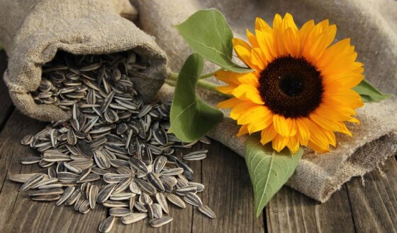 Соняшник – лідер серед культур, на яких фермери можуть найбільше заробити