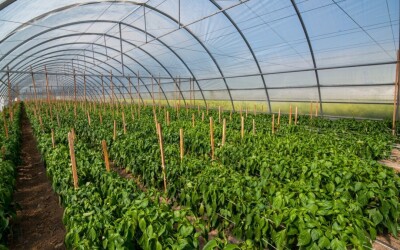 Вебінар: «Як заробляти на теплиці: з чого почати та що вирощувати?»