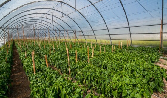 Вебінар: «Як заробляти на теплиці: з чого почати та що вирощувати?»