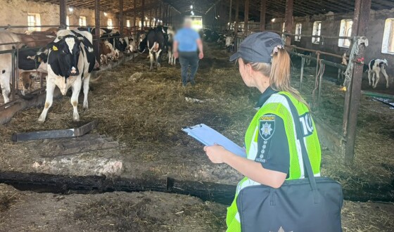 Директор держпідприємства допустив загибель худоби та понад мільйон гривень збитків