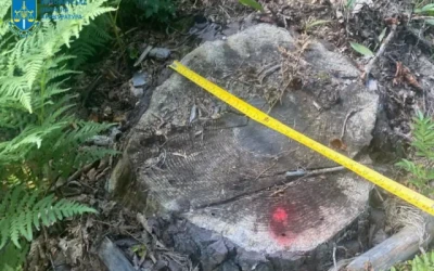 На Житомирщині викрито посадовців лісової галузі, які завдали понад 23 млн грн збитків державі