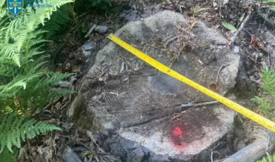 На Житомирщині викрито посадовців лісової галузі, які завдали понад 23 млн грн збитків державі